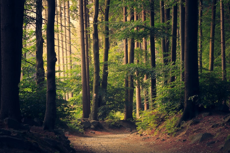 CozyBrew in the forest